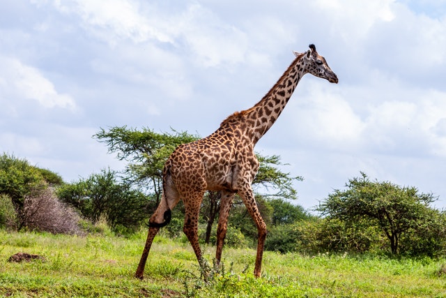 pexels-africa-vacation-safaris-3529692-1 - Copy